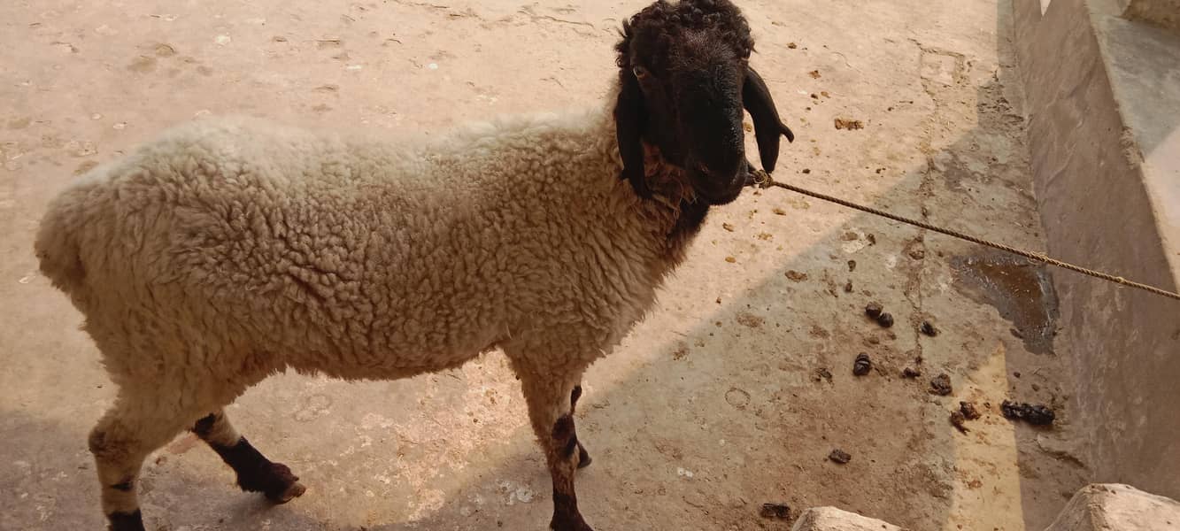 Bakra 2