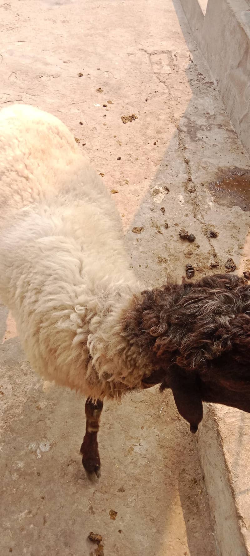 Bakra 3