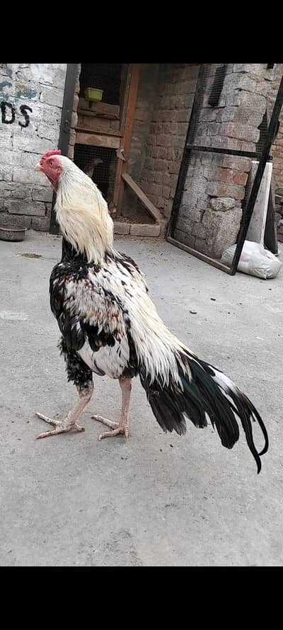 homebreed patha