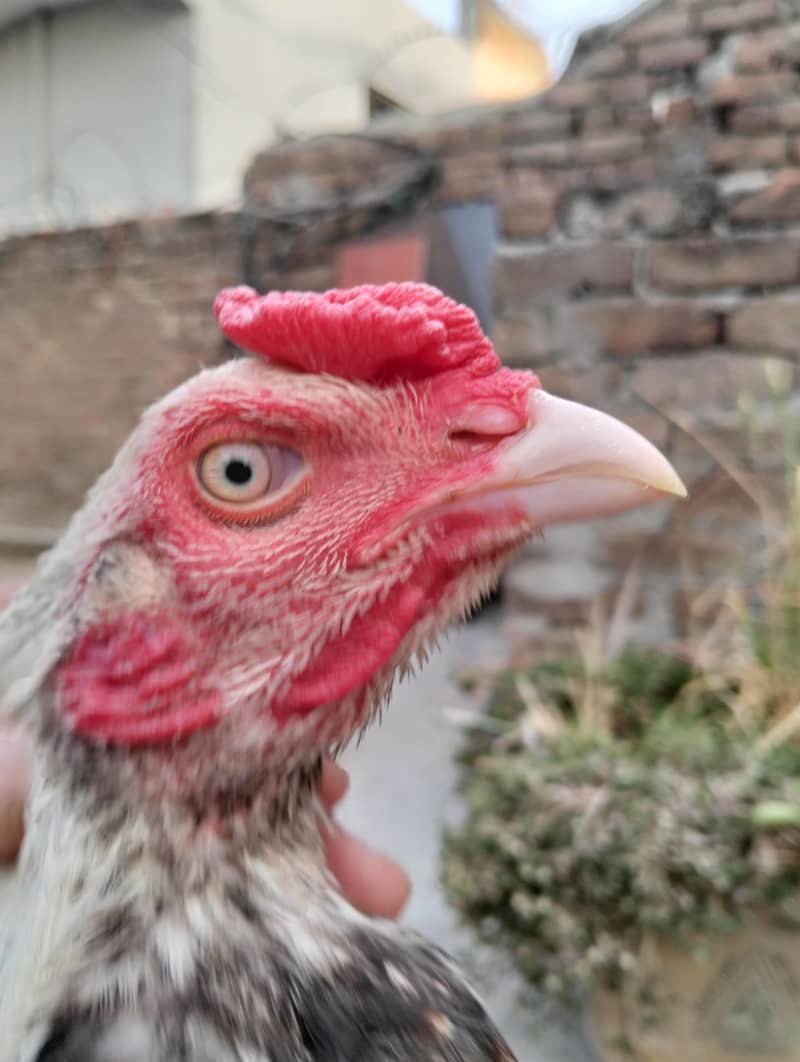 homebreed patha 1