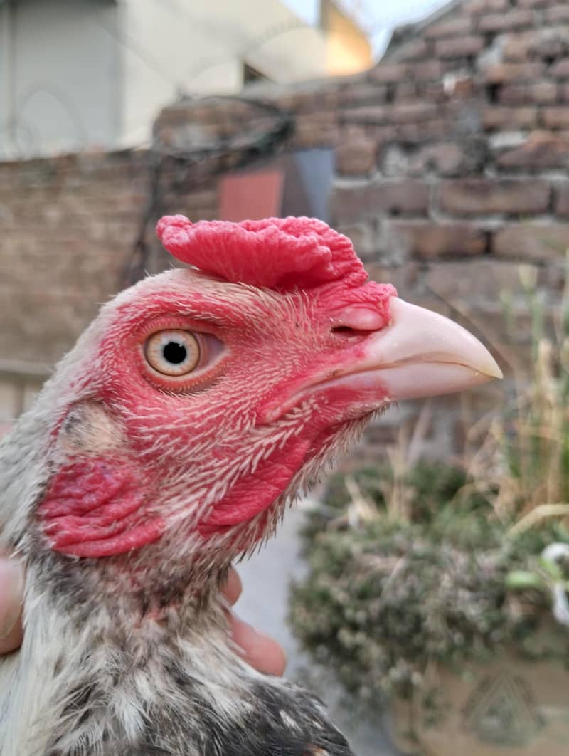 homebreed patha 2