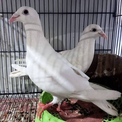 Qasid Breder pair For Sale