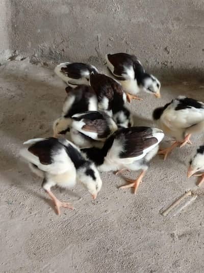 Aseel chicks for sale