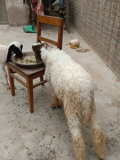 dumba goat for sell