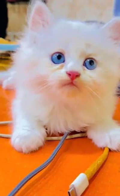 Persian female kitten for sale 03489629855 Whatsapp number