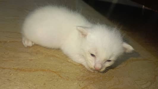 Kitten for sale
