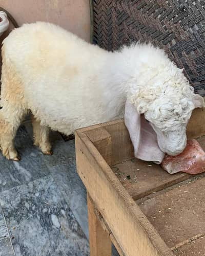 Qurbani 2k26 k liye Chatra Available 03258531906