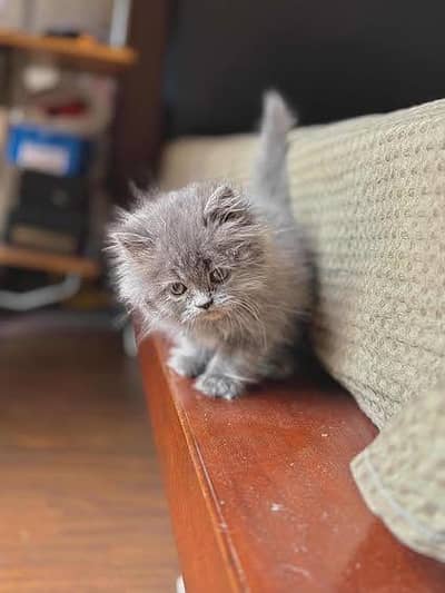 Pure Persian Kitten Cat.