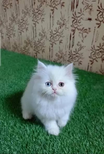 Persian female kitten for sale 0324.62. 18.280 my WhatsApp number