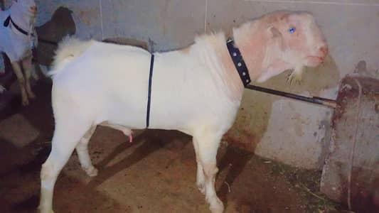 2 Daant tedii bakra Acha weight ma hain ghr ka pala wa bakra hain