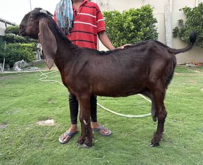Amritsari Nagra beetal goat