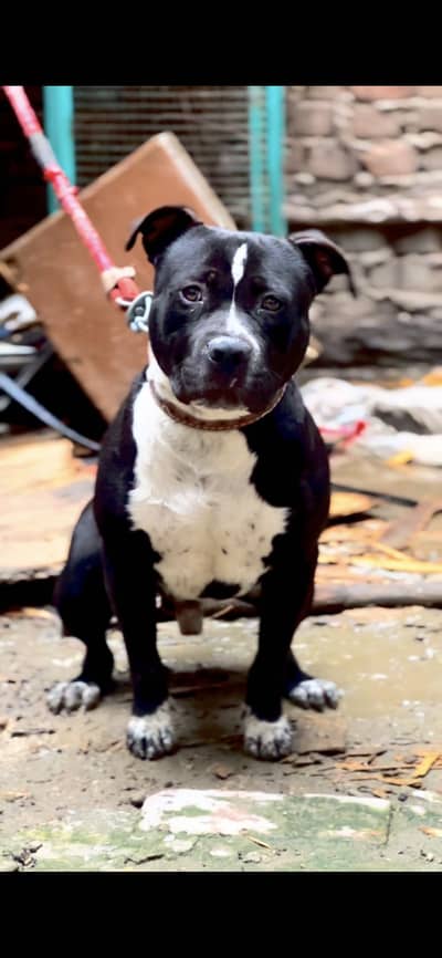 Pitbull Male