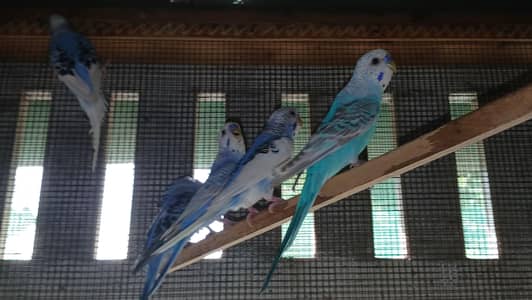 Comman buddies and rainbow buddies