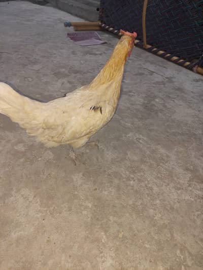 2 hens available