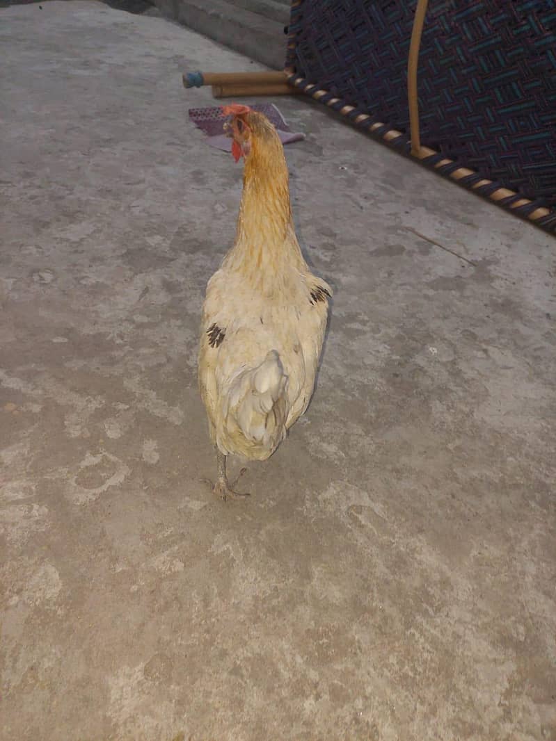 2 hens available 1