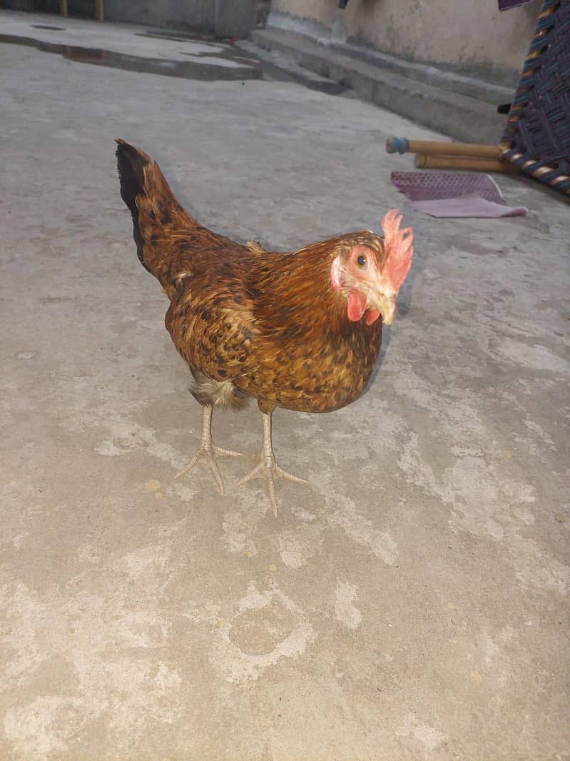 2 hens available 2