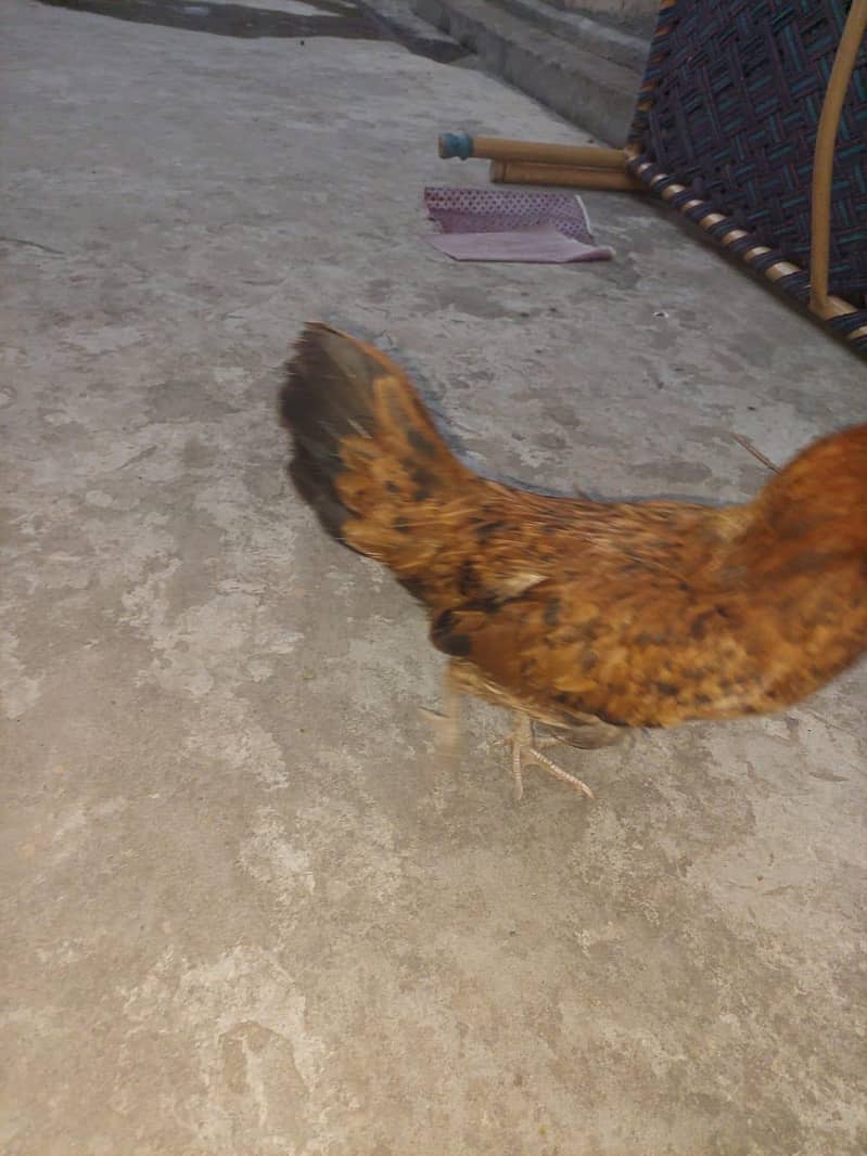 2 hens available 3