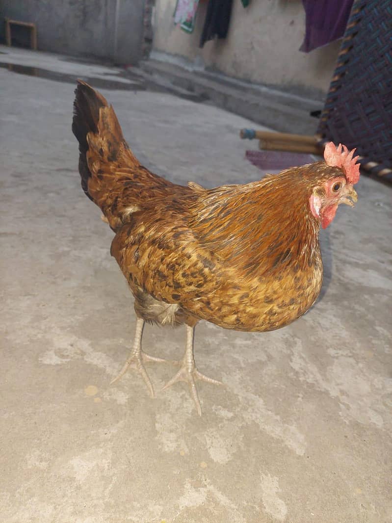 2 hens available 4