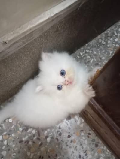 Blue eyes Persian kitten long coat