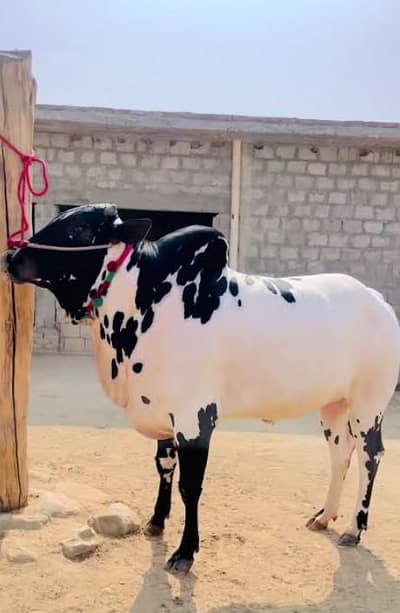 bulls beautiful for sale my WhatsApp number 03 45 70 84 4 34