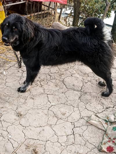 female dog