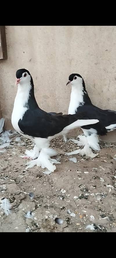 Black German sherazi 5 Kali pair