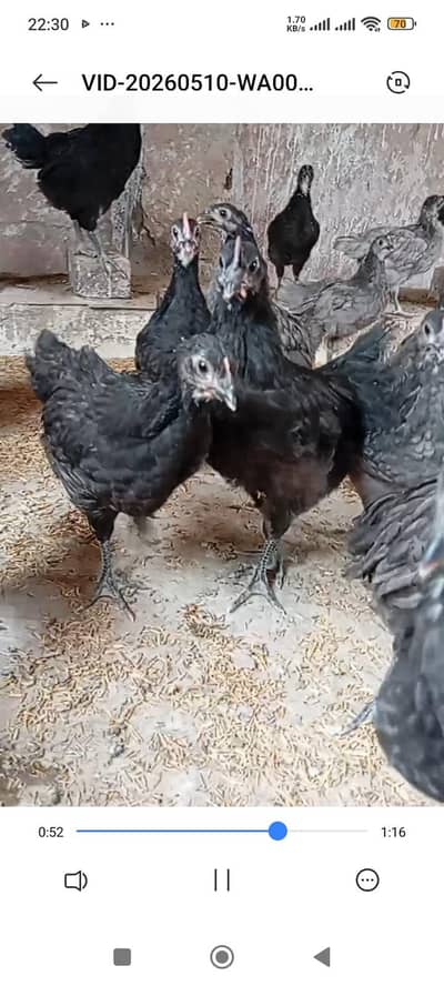 Australorp heritage