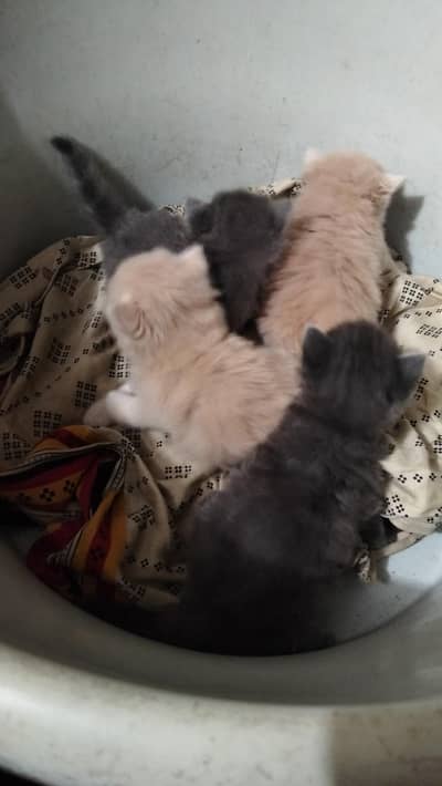 Persian cat baby pair for sale