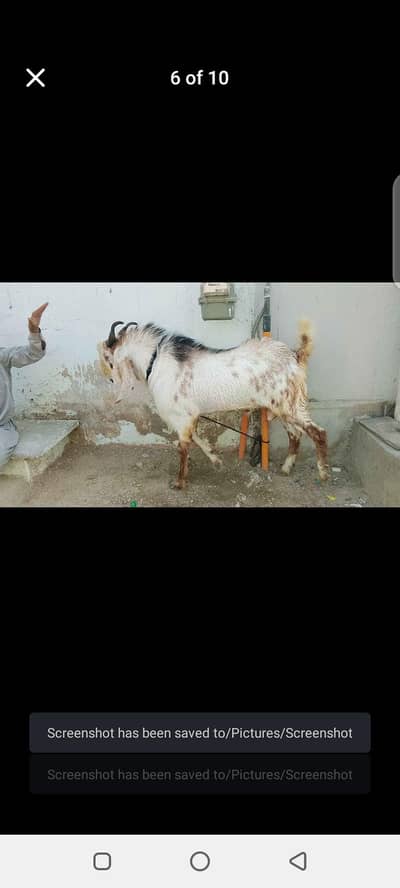 Bakra