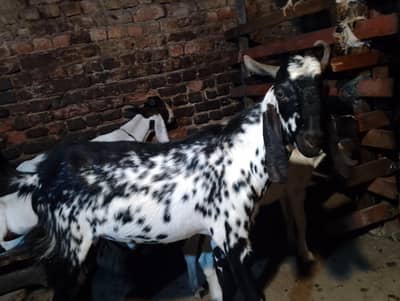 2 dant bakra for sale 50k  full and finel is se km walaye rabta na kre