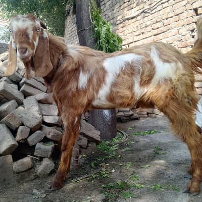 For sale