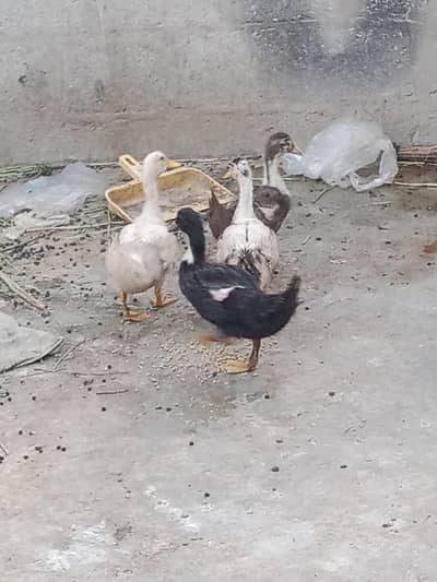 6 ducks urgent sail