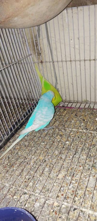 second breeding pair