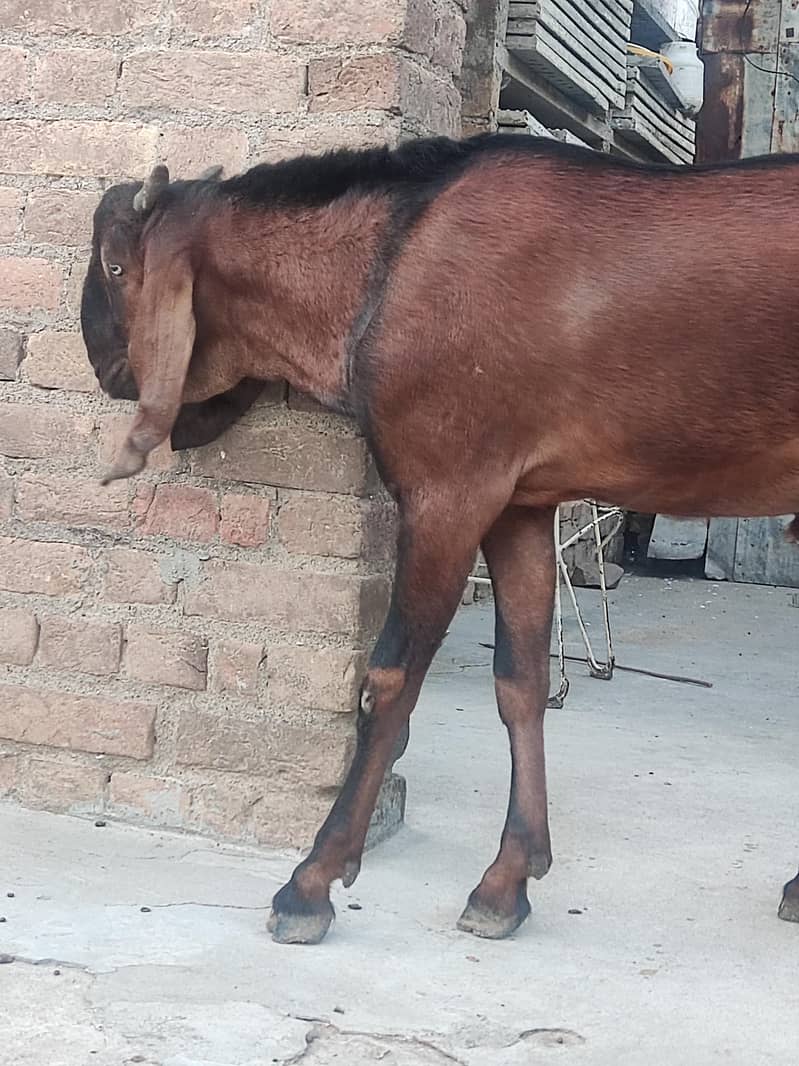 Bakra 0