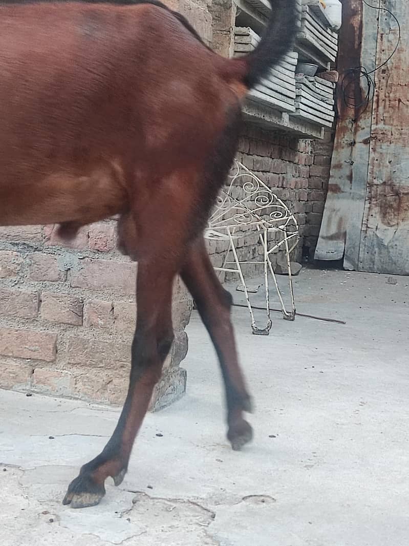 Bakra 1