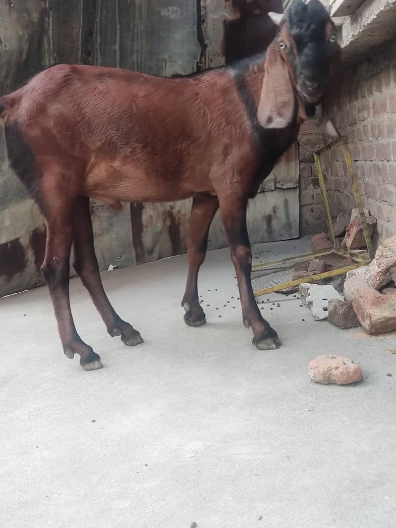 Bakra 2
