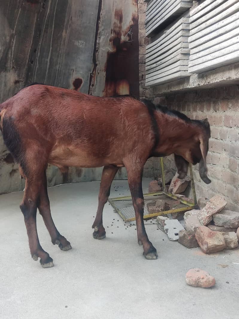 Bakra 3