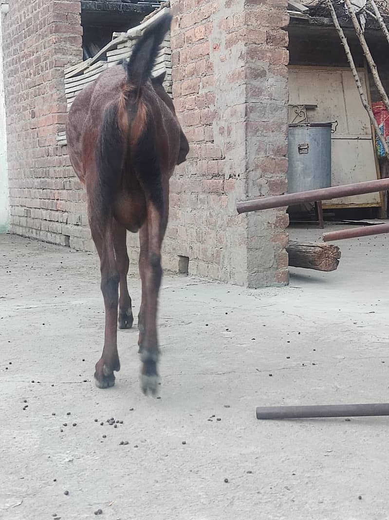 Bakra 4