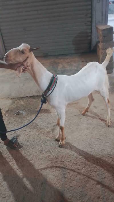 2 dant khasi bakra
