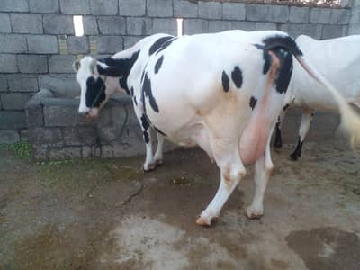 FRESION COW FOR SALE IN TALAGANG
