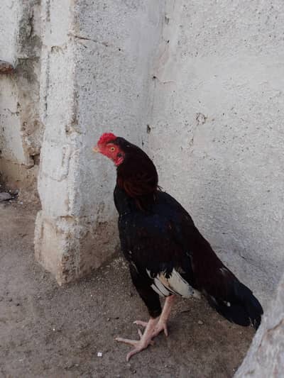 For urgent sale aseel murgh