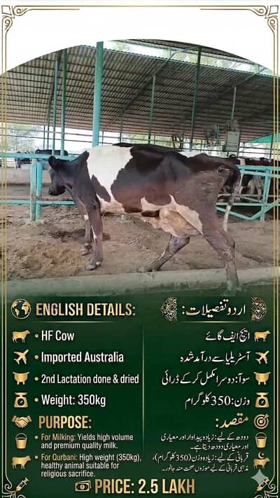 HF Cows for Sale | Heifer| Qurbani 2026 | گائے