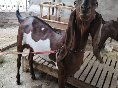 beetle Bakra qurbani ke liye 03412135882