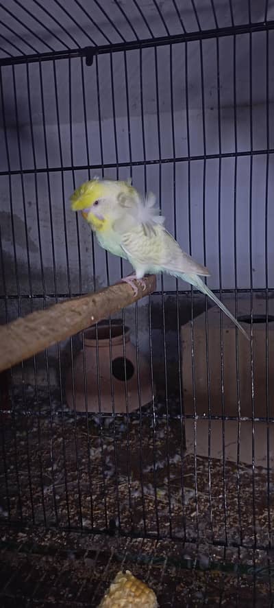 lacewing Red eye Hogoromo double flower male