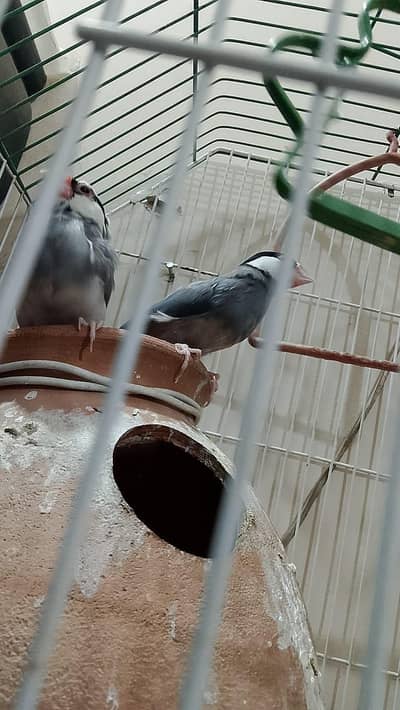 java birds