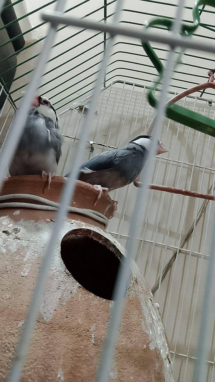 java birds 0