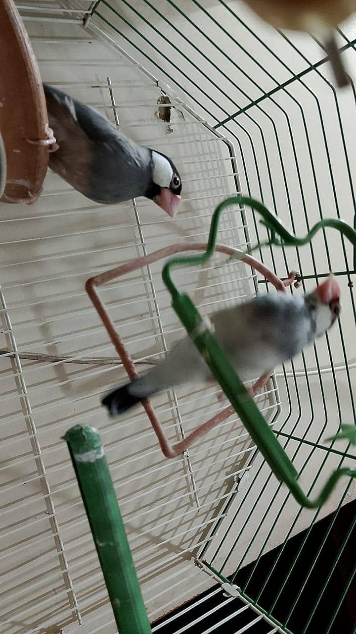java birds 2