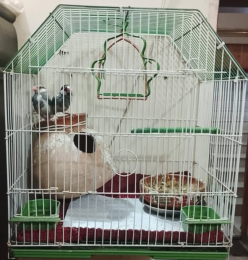 java birds 3