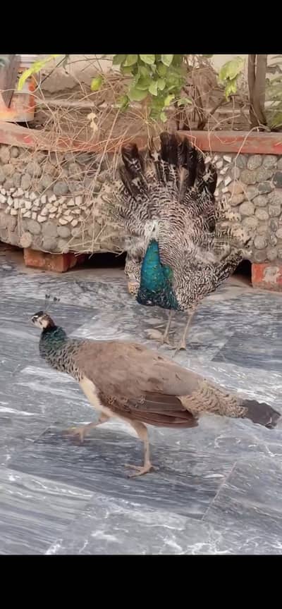 Peacock pair for sale
