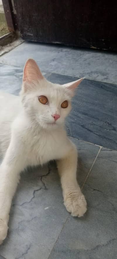 khao Mene Mixed  persian